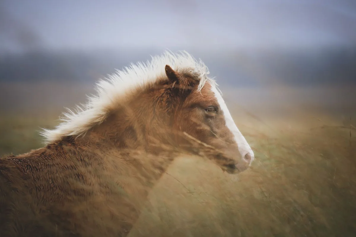 Caballo en un ambiente natural