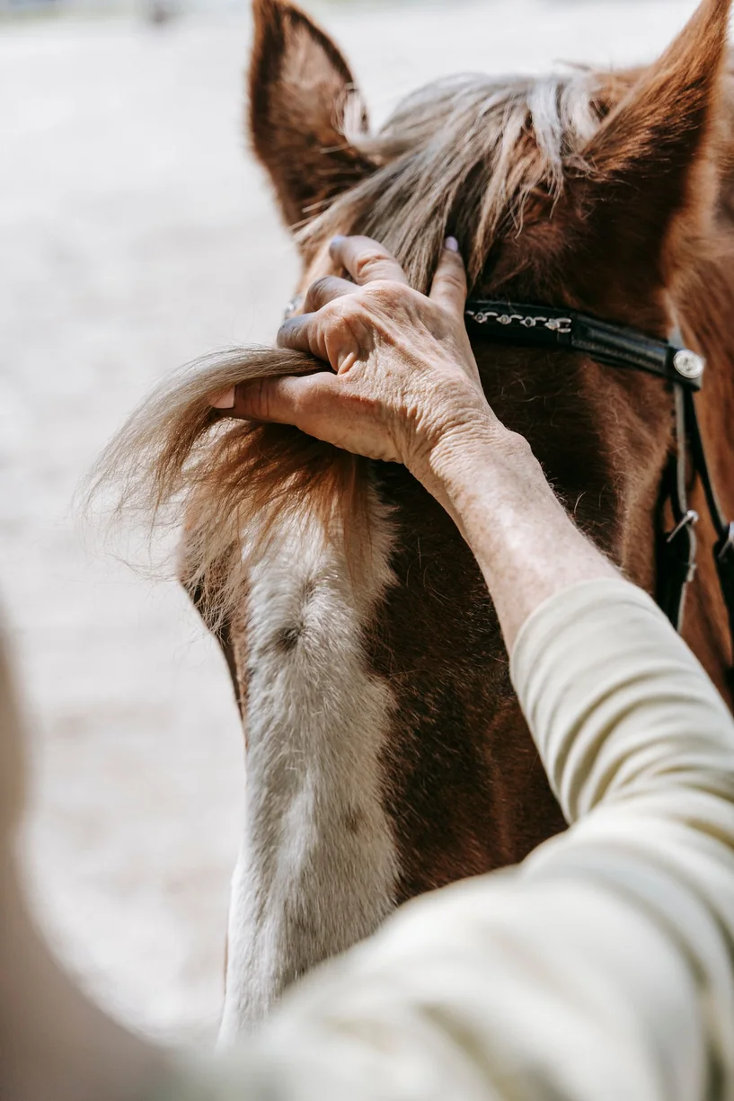 Mano en contacto respetuoso con un caballo